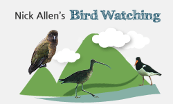 bird watching